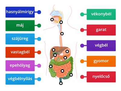 Emésztőrendszer részei 5.osztály