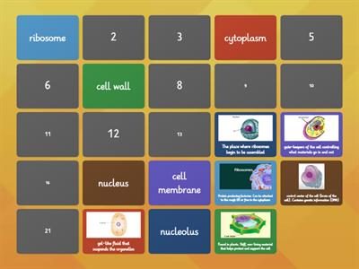 Preview Vocabulary: Cell structure & Function