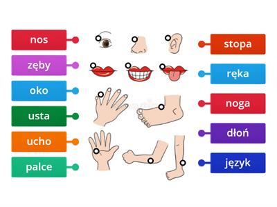 Czesci ciała - Materiały dydaktyczne