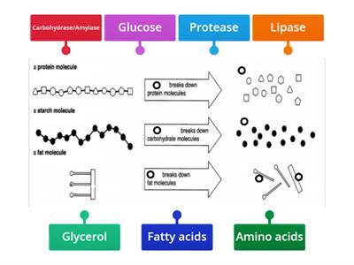 Enzymes & Digestion