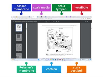 Cardiovascular system - Label the double circulatory system