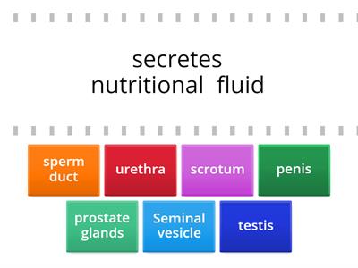 C13. Male Repro.Sys - Parts and functions