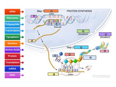 Protein Synthesis Diagram 