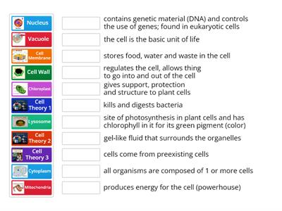 Cell Theory and Cell Structure and Function