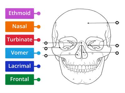 Bones of the Face (Front View)