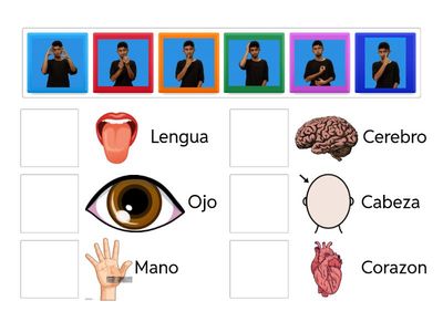 Partes del cuerpo👅👁️ 🫱🏻