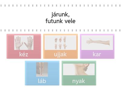 Az emberi test részei 