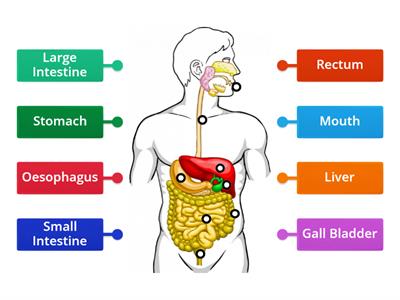 BW6 Digestive System 