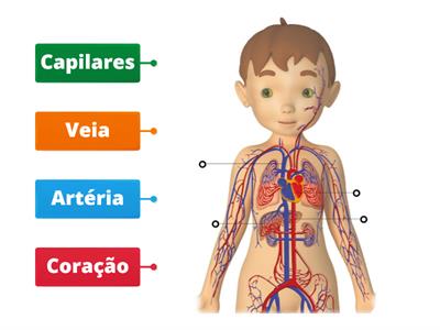 Sistema circulatório