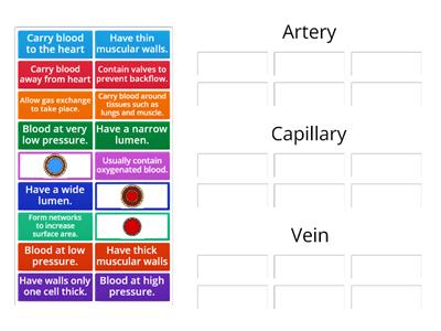 Blood Vessels