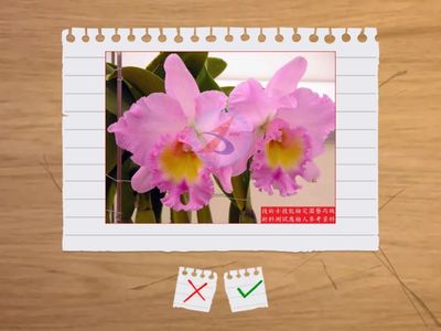 13.--草本(金花石蒜-腎藥蘭)