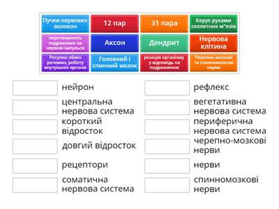 Нервова система.