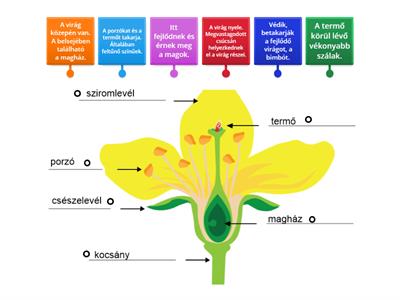Virág részei és jellemzői.