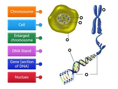 Cell Nucleus Chromosome Gene