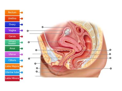 Label Female Reproductive System