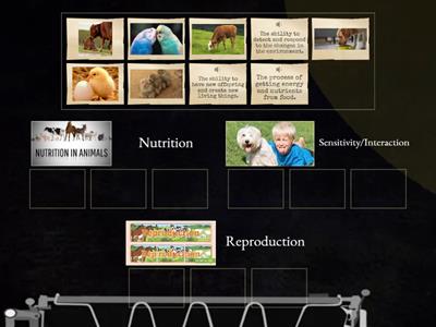 Vital functions of animals