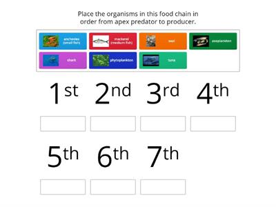 Food Chain - Hierarchy