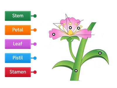  Parts of a flower