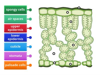 B6 Homework 1 Cross Section of a Leaf