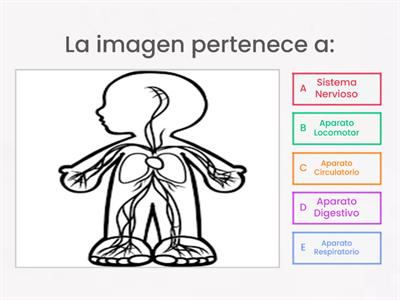 Funciones del cuerpo humano 