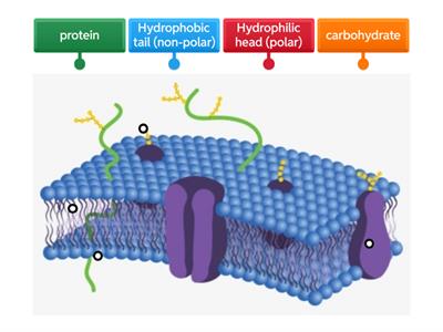 Unit 3 Test Review: Cell Membrane Diagram