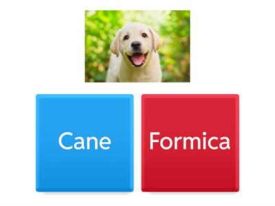 giochi elementare ( animali )