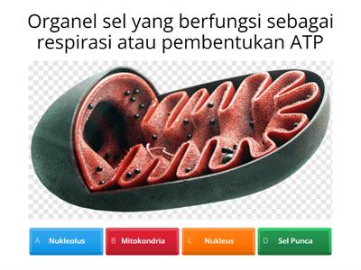 Kuis Sel dan Mikroskop