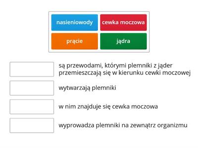 Funkcje narządów męskiego układu rozrodczego