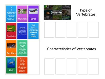 Characteristics of Vertebrates 