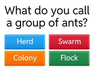 Collective Terms Quiz