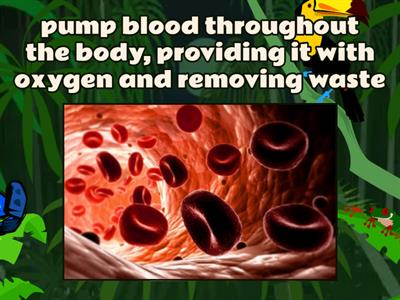 Digestive, Skeletal, circulatory, respiratory, and  muscular system