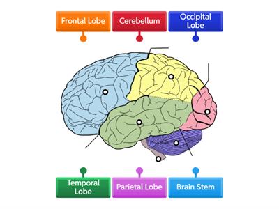 Parts of the Brain