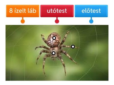 5. Ízeltlábú (pók) - koronás keresztespók testrészei