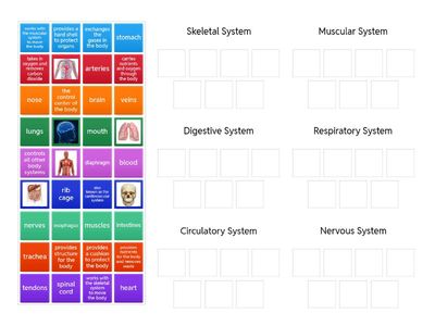 Human Body Systems jobs