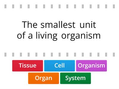 Organisation