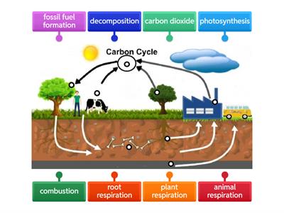 Carbon Cycle