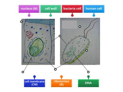 bacteria v human cells