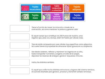 Tejidos del cuerpo humano