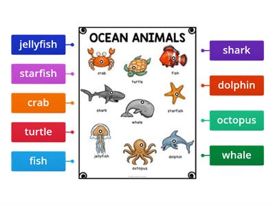 Sea animals