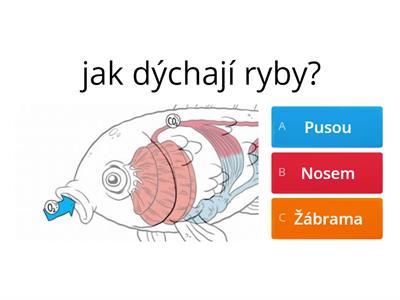 Kvíz - RYBY