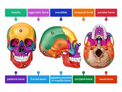 Cranial and Facial Bones