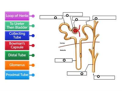 Nephron