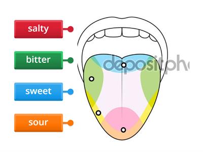 Which taste buds help us identify the four basic tastes?