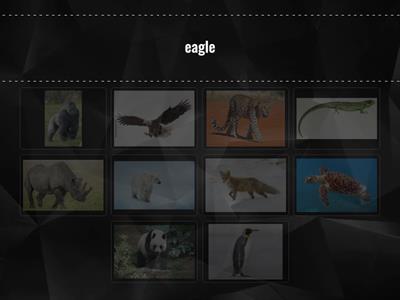 GG3 U6.1 Wild animals