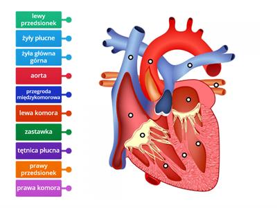 budowa serca