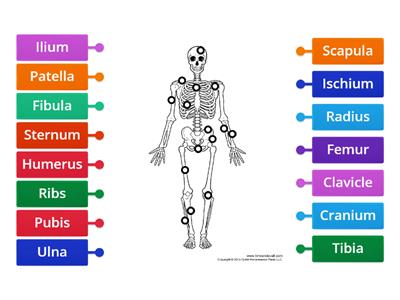 Label the skeleton