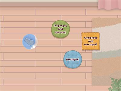 English game first partial - Veterinary