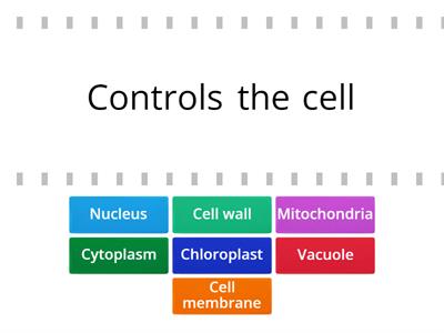 Parts of a cell - functions