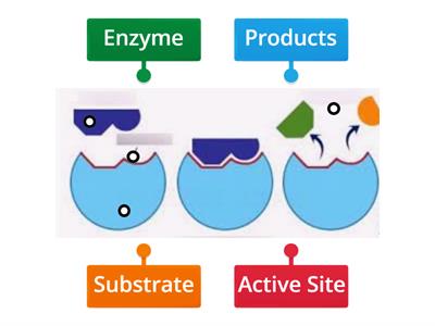 Station 2a: Enzyme Structure & Function 