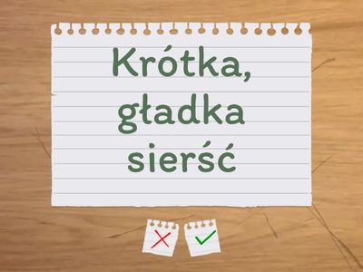 Typy sierści 